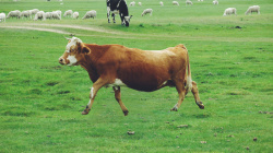 吃草的羊装饰画草原飞起的牛高清图片