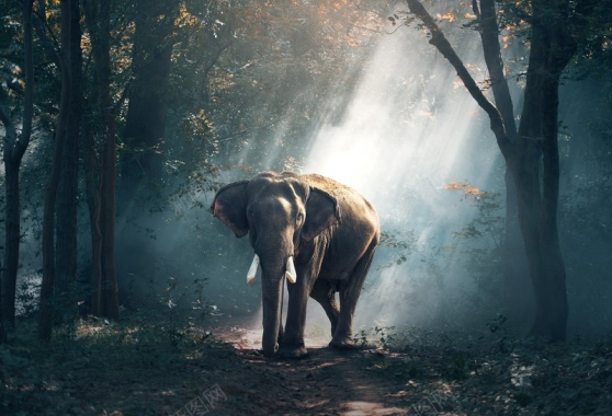 森林里的大象背景