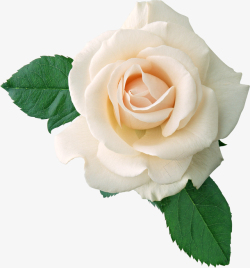 白玫瑰小清晰PNG图像素材