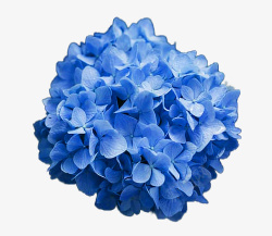 蓝色绣球蓝色绣球花绣球花植物花卉高清图片
