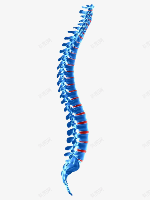 脊椎疼痛脊柱骨png免抠素材_新图网 https://ixintu.com 脊柱 脊椎 腰椎 骨骼 腰疼