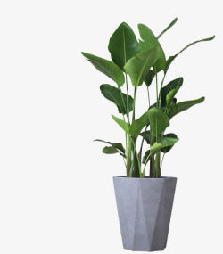 花盆装饰设计绿色植物的灰色水泥花盆高清图片