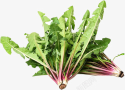 蔬菜野菜新鲜嫩绿的蒲公英高清图片