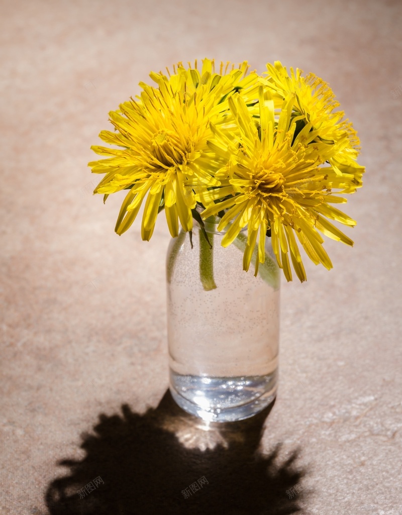 放在玻璃杯上的菊花jpg设计背景_新图网 https://ixintu.com 玻璃杯 水杯 菊花 植物