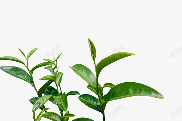 不知道是什么茶叶png免抠素材_新图网 https://ixintu.com 茶叶 绿色 新鲜 植物
