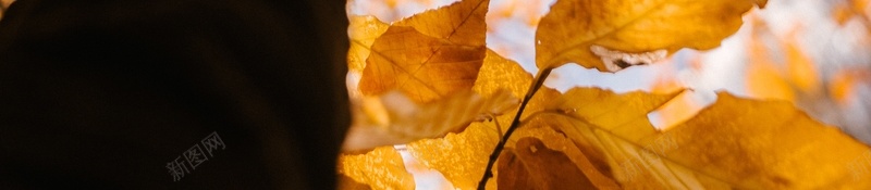黄黄的一片树林jpg设计背景_新图网 https://ixintu.com 黄色 叶子 树叶 植物