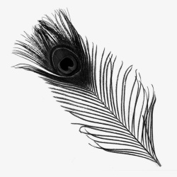 半透明黑色黑色孔雀羽毛半绒羽高清图片