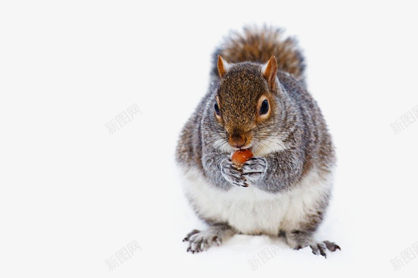 冬天雪地里吃坚果的松鼠png免抠素材_新图网 https://ixintu.com 冬天 雪地 坚果 松鼠