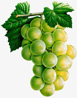 大串葡萄一大串美味的青葡萄高清图片