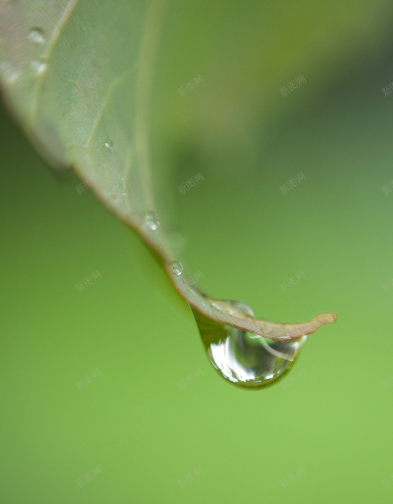 雨后绿色树叶jpg设计背景_新图网 https://ixintu.com 树叶 露水 雨后 绿叶 清新