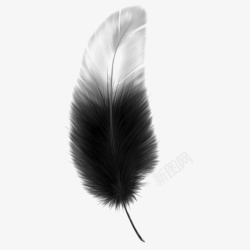 黑白羽毛黑白渐变正羽羽毛元素高清图片