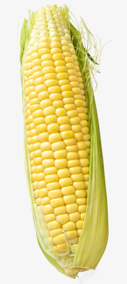 粮食玉米玉米食物粮食农作物高清图片