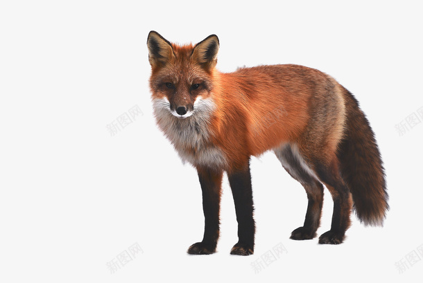 一只可爱的狐狸png免抠素材_新图网 https://ixintu.com 动物 自然 宠物 其他