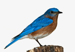 动物自然宠物蓝鸟素材