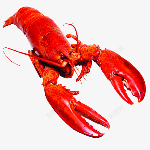 一只龙虾单只龙虾png免抠素材_新图网 https://ixintu.com 龙虾 一只龙虾 食物 食物海报 装饰