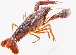 生鲜水产一只活的小龙虾特写高清图片