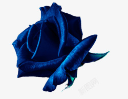 蓝玫瑰蓝色抠图植物元素素材