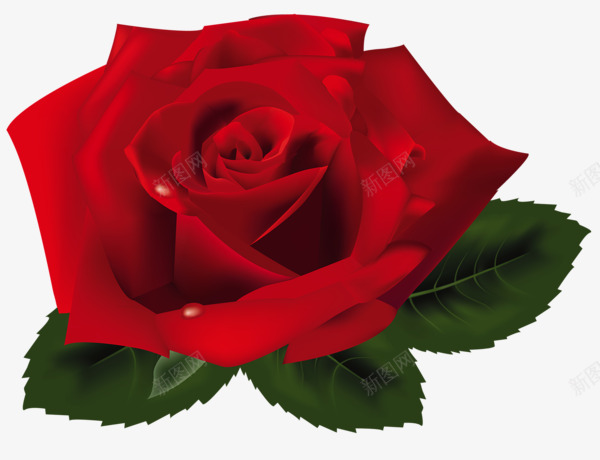 rose66887600460植物T2020523png免抠素材_新图网 https://ixintu.com rose66887600460 植物 T2020523