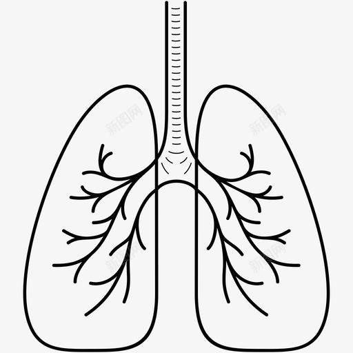 肺和呼吸系统呼吸人体解剖svg_新图网 https://ixintu.com 人体 呼吸 呼吸系统 器官 氧气 肺活量 解剖