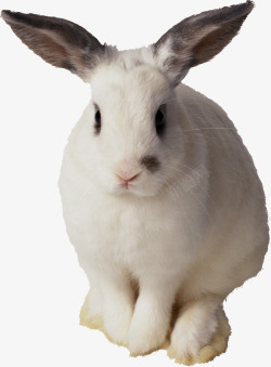 白兔动物素材