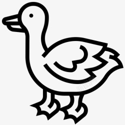 牲畜养殖鸭鸟农场高清图片