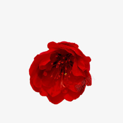鲜花花卉花花朵玫瑰花红色玫瑰花植物配图白露素材