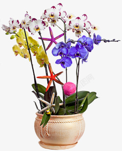 漂浮植物花朵花卉3植物鲜花透明图案鲜花素材