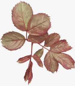 淡雅写实玫瑰花朵叶子婚礼请柬卡片PSD设计淡雅玫瑰素材