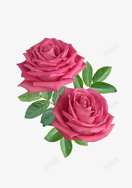 两朵红色玫瑰花植物漂浮png免抠素材_新图网 https://ixintu.com 鲜花 花卉 两支花 花朵 玫瑰花 红色玫瑰花 绿叶 植物 配图 漂浮元素