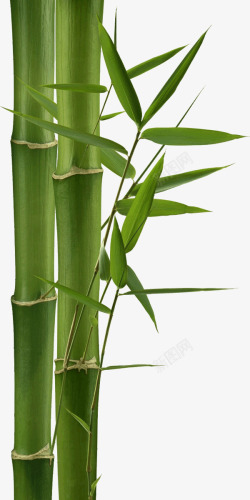 竹子竹子绿竹模板素材