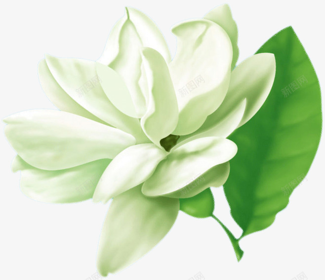 花朵绿叶植物png免抠素材_新图网 https://ixintu.com 鲜花 花卉 花 花朵 绿叶 植物 配图