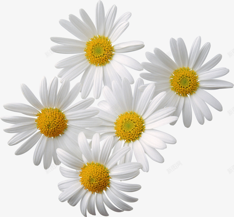 五朵白色非洲菊png免抠素材_新图网 https://ixintu.com 非洲菊 五朵 白色花瓣 黄色花蕊 清晰 鲜花 花瓣 自然界 植物 织构 植物区系 布置