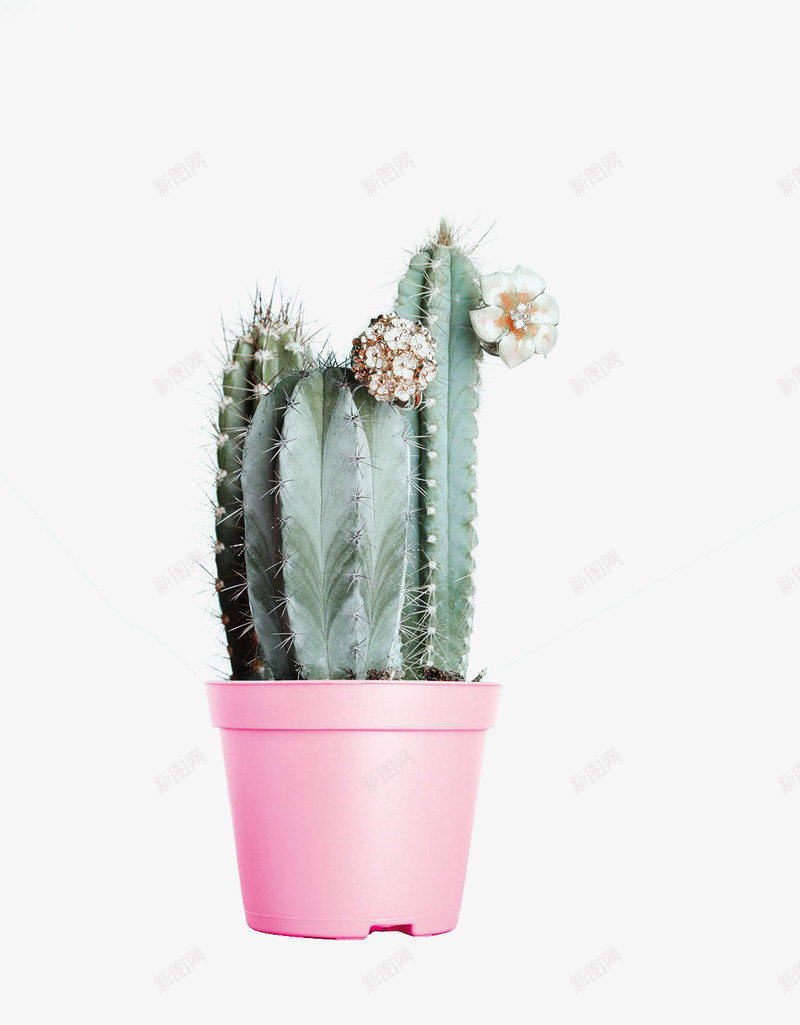 绿色植物树叶树木植物png免抠素材_新图网 https://ixintu.com 绿色植物 树叶 树木 植物