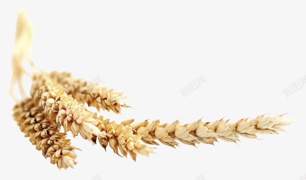 植物小麦麦穗植物花草png免抠素材_新图网 https://ixintu.com 植物 小麦 麦穗 花草