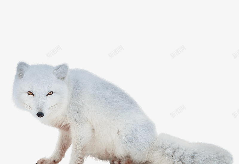 北极狐动物png免抠素材_新图网 https://ixintu.com 动物 北极 雪狐