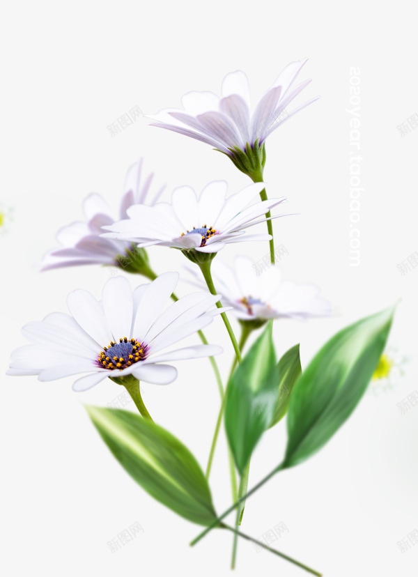 春季鲜花花朵涂设计png免抠素材_新图网 https://ixintu.com 春季 鲜花 花朵 设计