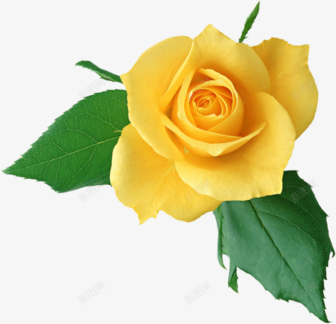 一朵黄色玫瑰花透明图png免抠素材_新图网 https://ixintu.com 鲜花 一朵花 花朵 玫瑰花 黄色玫瑰花 绿叶 绿植 漂浮 花朵 透明 透明图 鲜花