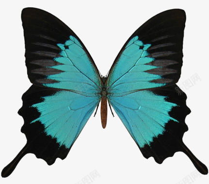 蝴蝶图像T201936htt图标