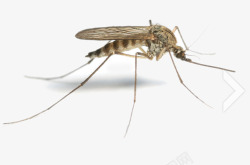 蚊子昆虫合辑素材