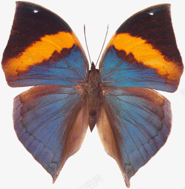 蝴蝶图像T201936htt图标