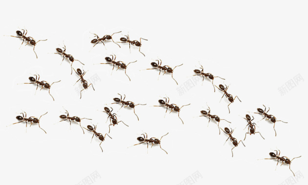 蚂蚁T201936httpj图标