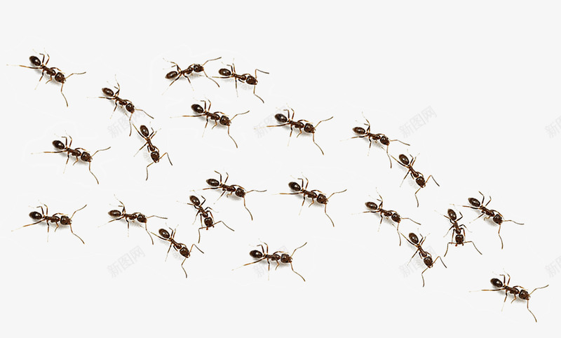 蚂蚁T201936httpjpng_新图网 https://ixintu.com 叶插件 好用 插件 网更 蚂蚁率
