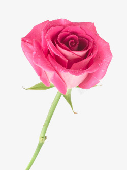玫瑰蔷薇植物素材