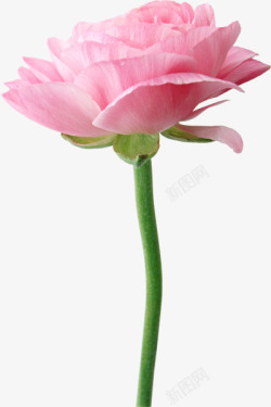 玫瑰成分玫瑰花和蝴蝶兰6美妆植物成分高清图片