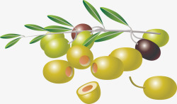 橄榄收集蔬菜素材