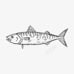 鲭鱼鲭鱼鱼手绘高清图片