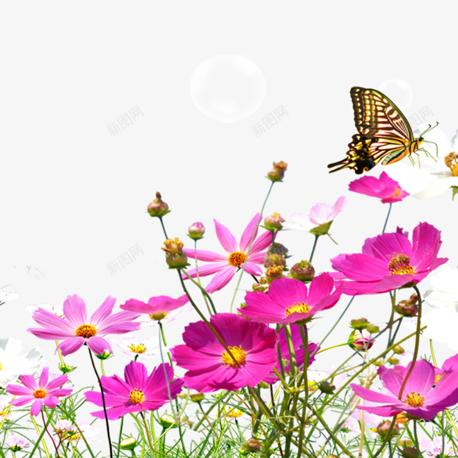 春天植物花卉透明底图绿色PNSpng_新图网 https://ixintu.com 春天 植物 花卉 透明 底图 绿色