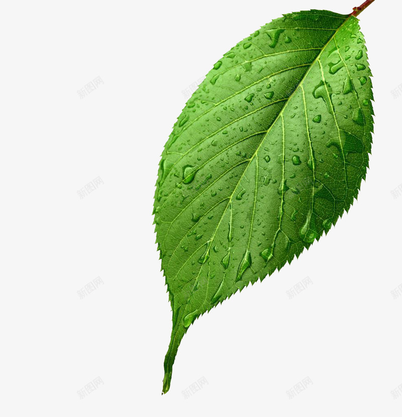 水滴滴落在绿叶上的图像png免抠素材_新图网 https://ixintu.com 自然 没有人 在户外 水 增长 外 湿 叶 新鲜的 滴
