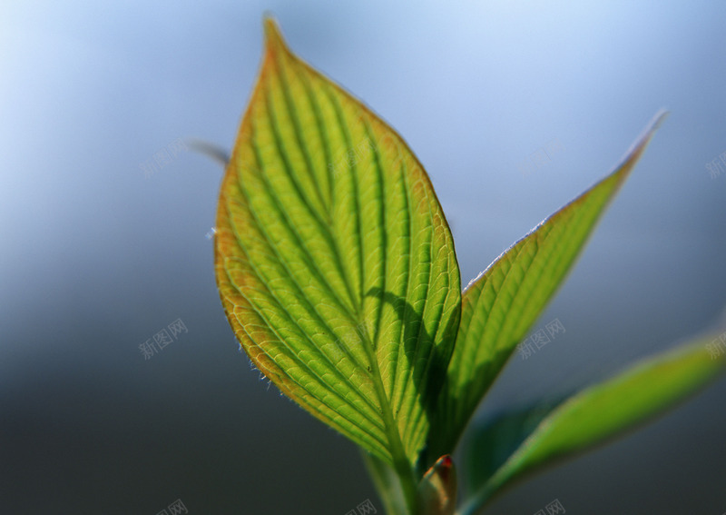 树叶植物植物花纹复古卡通花朵线条图形花边图标节日潮jpg设计背景_新图网 https://ixintu.com 植物 树叶 花纹 复古 卡通 花朵 线条 图形 花边 图标 节日