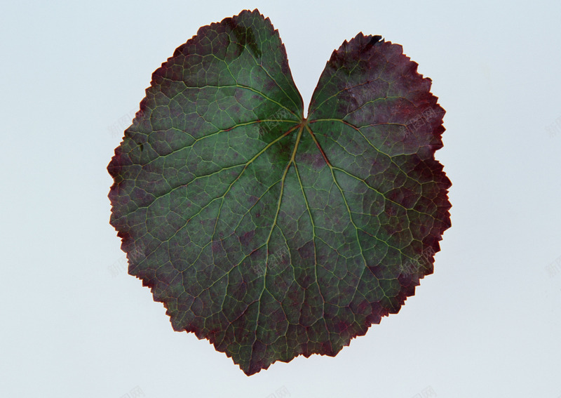 树叶植物植物花纹复古卡通花朵线条图形花边图标节日潮jpg设计背景_新图网 https://ixintu.com 植物 树叶 花纹 复古 卡通 花朵 线条 图形 花边 图标 节日